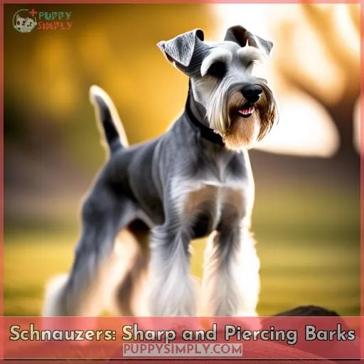 Schnauzers: Sharp and Piercing Barks