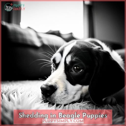 Shedding in Beagle Puppies Shedding in Beagle Puppies