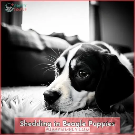 Shedding in Beagle Puppies