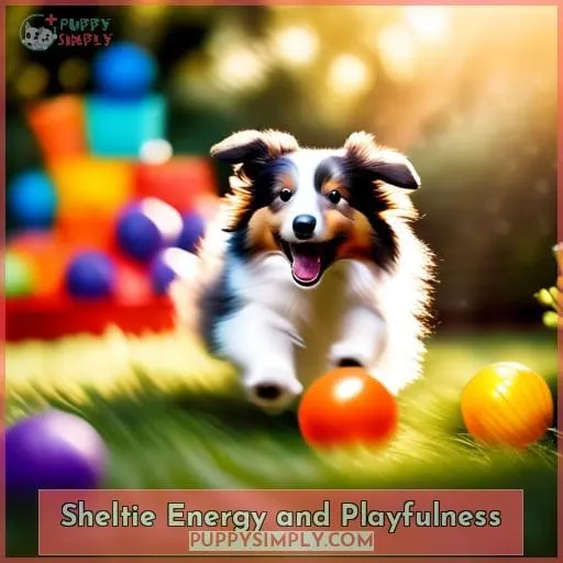 Sheltie Energy and Playfulness