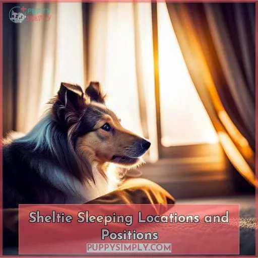 Sheltie Sleeping Locations and Positions