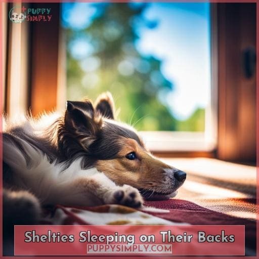Shelties Sleeping on Their Backs Shelties Sleeping on Their Backs