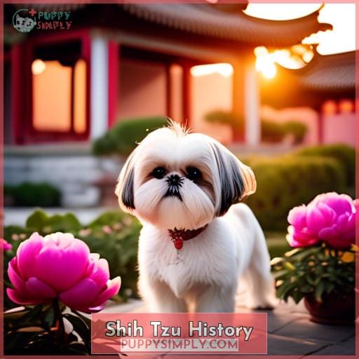Shih Tzu History Shih Tzu History