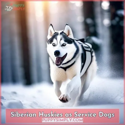 Siberian Huskies as Service Dogs
