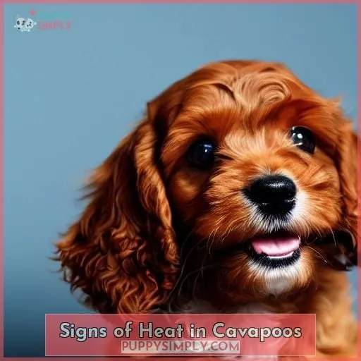 Signs of Heat in Cavapoos