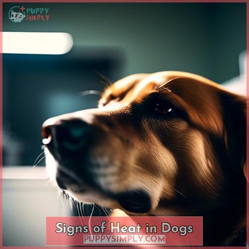 Signs of Heat in Dogs