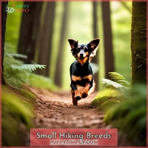 Small Hiking Breeds