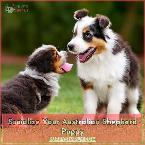 Socialize Your Australian Shepherd Puppy