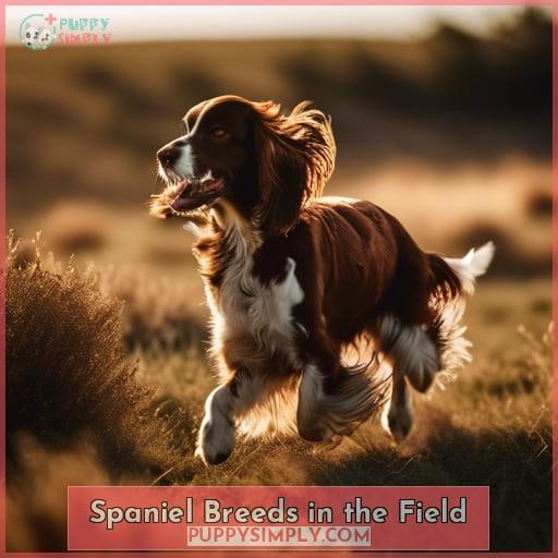 Spaniel Breeds in the Field