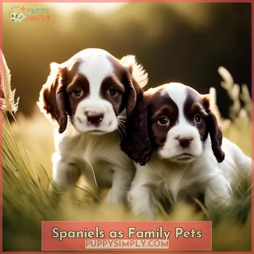 Spaniels as Family Pets