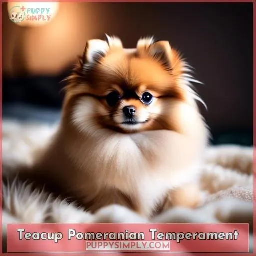 Teacup Pomeranian Temperament