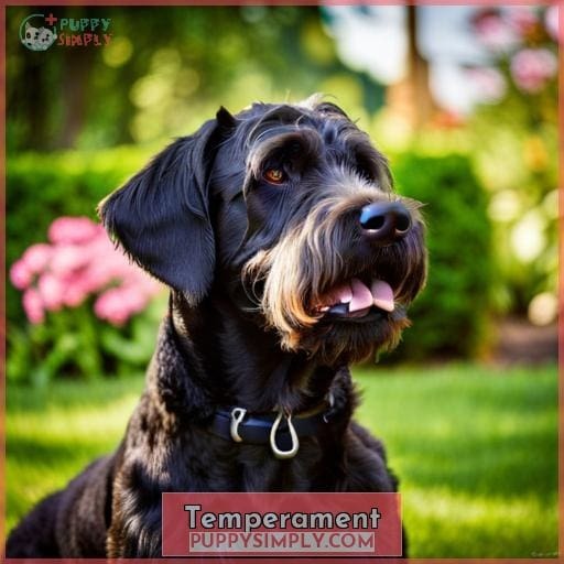 Temperament Temperament