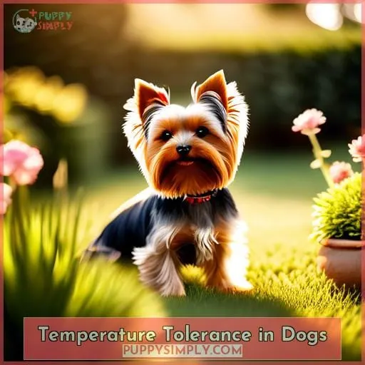 Temperature Tolerance in Dogs