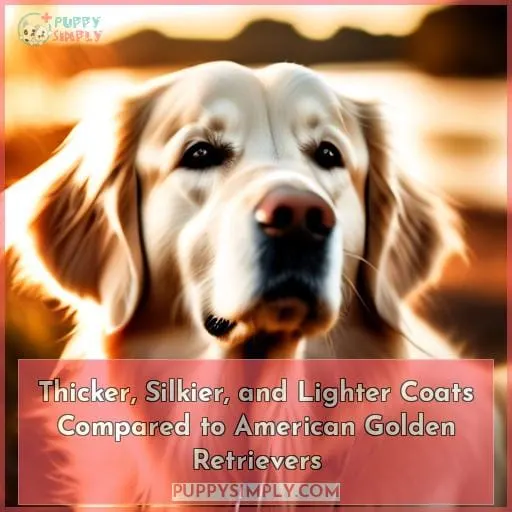Thicker, Silkier, and Lighter Coats Compared to American Golden Retrievers