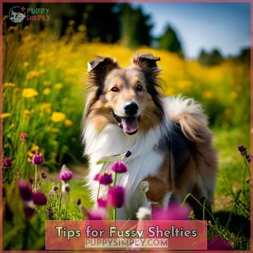 Tips for Fussy Shelties