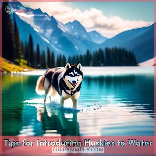 Tips for Introducing Huskies to Water