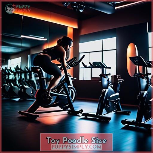 Toy Poodle Size Toy Poodle Size