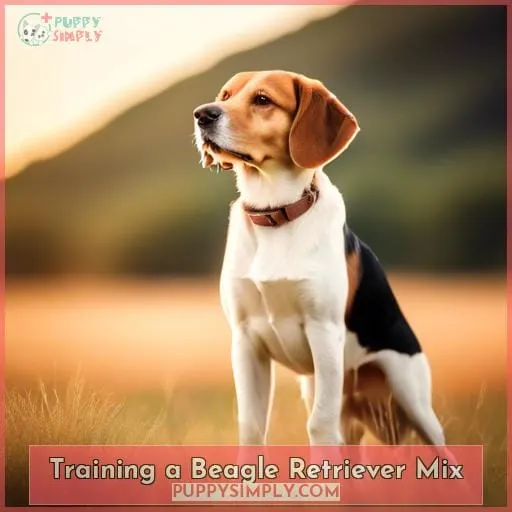 Training a Beagle Retriever Mix