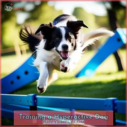 Training a Hyperactive Dog