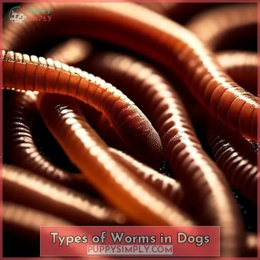 Types of Worms in Dogs