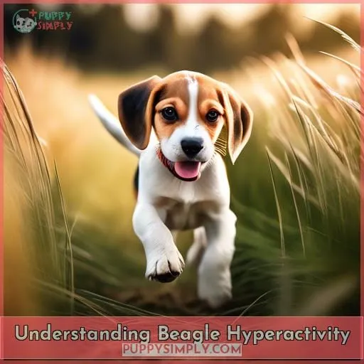 Understanding Beagle Hyperactivity