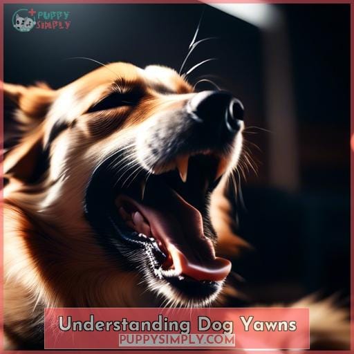 Understanding Dog Yawns