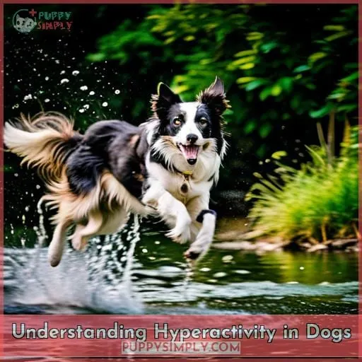 Understanding Hyperactivity in Dogs