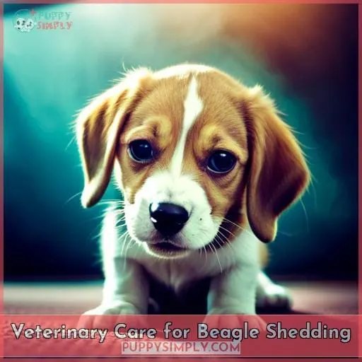 Veterinary Care for Beagle Shedding