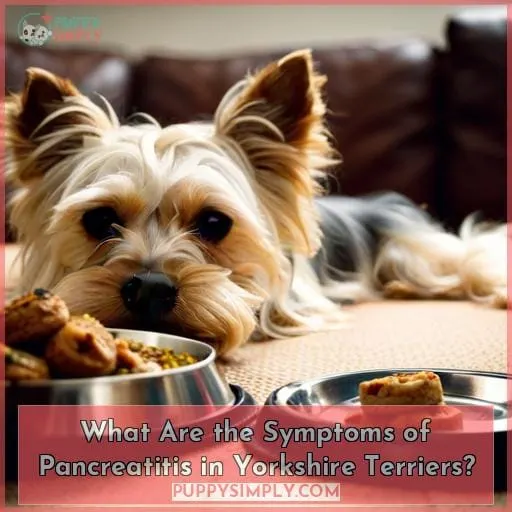 What Are the Symptoms of Pancreatitis in Yorkshire Terriers