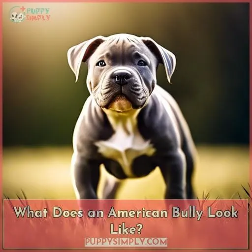 What Does an American Bully Look Like