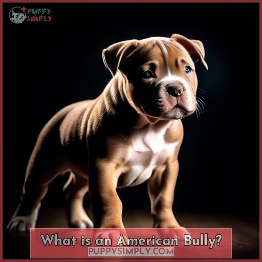 What is an American Bully What is an American Bully