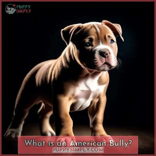 What is an American Bully