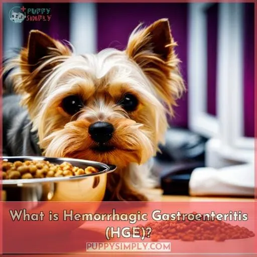 What is Hemorrhagic Gastroenteritis (HGE)