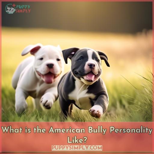 What is the American Bully Personality Like