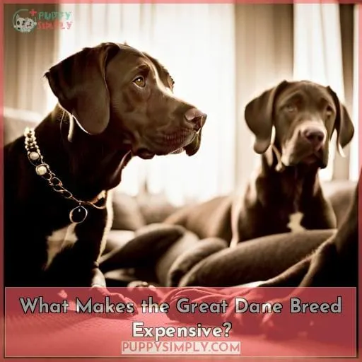 What Makes the Great Dane Breed Expensive