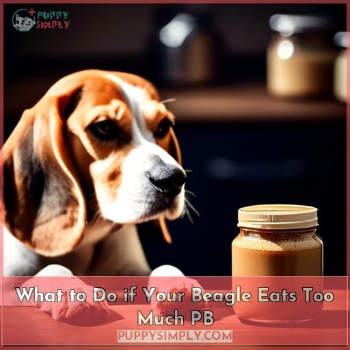 What to Do if Your Beagle Eats Too Much PB