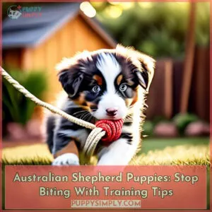 when do australian shepherd puppies stop biting and how can i stop it