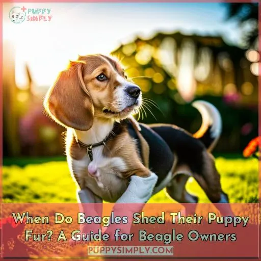 when do beagles shed their puppy coat