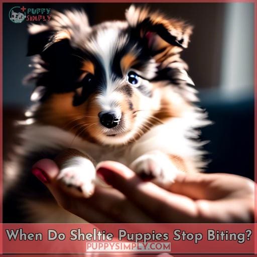 When Do Sheltie Puppies Stop Biting