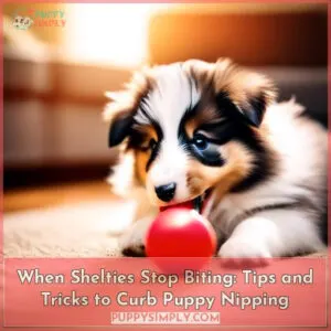 when do shetland sheepdogs stop biting and how can you stop it