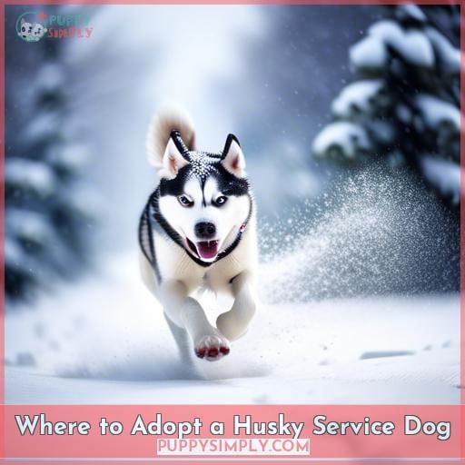 Where to Adopt a Husky Service Dog