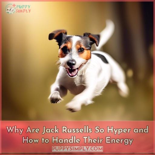 why are jack russells so hyper why are jack russells so hyper