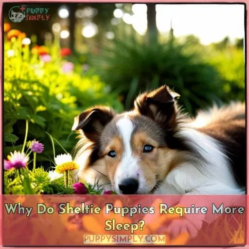 Why Do Sheltie Puppies Require More Sleep