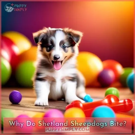 Why Do Shetland Sheepdogs Bite