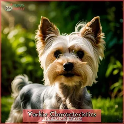Yorkie Characteristics