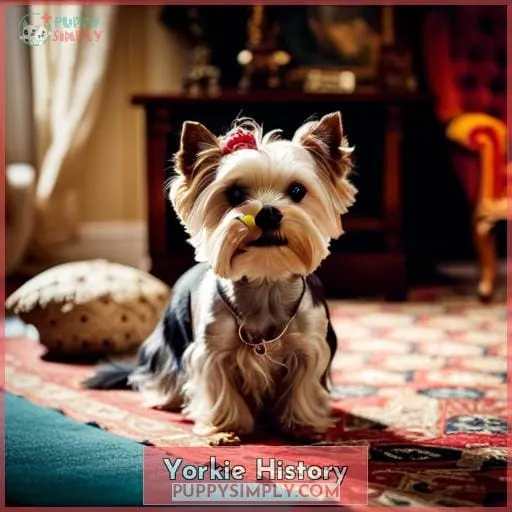 Yorkie History