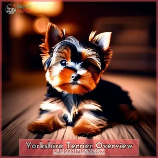 Yorkshire Terrier Overview