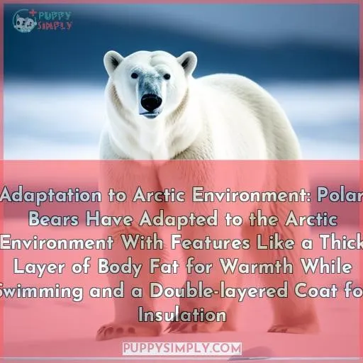 Adaptation to Arctic Environment: Polar Bears Have Adapted to the Arctic Environment With Features Like a Thick Layer of