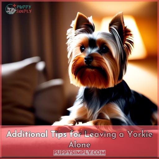 Additional Tips for Leaving a Yorkie Alone