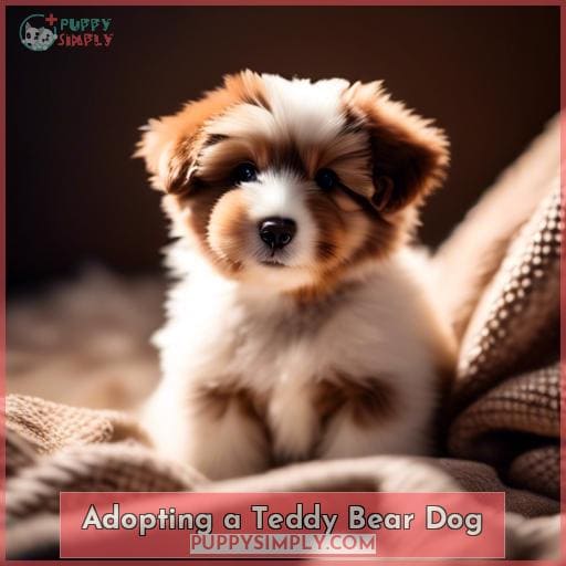 Adopting a Teddy Bear Dog